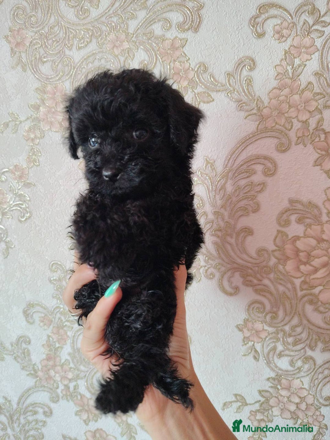 Caniche Toy perros en venta: Preciosos CANICHE TOY - Imagen 3