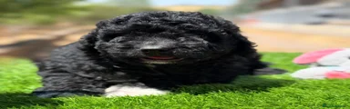 Macho negro 