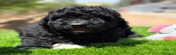 Perro de Agua Español perros en venta: Perro de agua español  - Anuncio 21