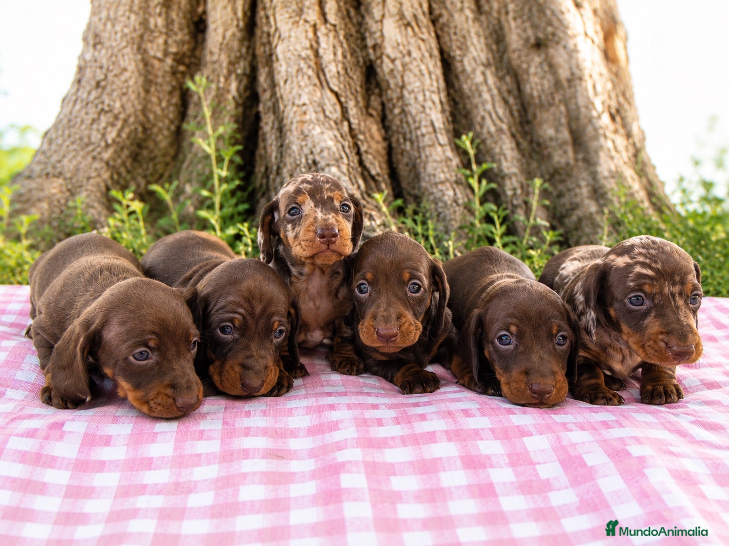 Teckel Miniatura perros Cachorros Teckel miniatura chocolate y arlequín  - Anuncio 1