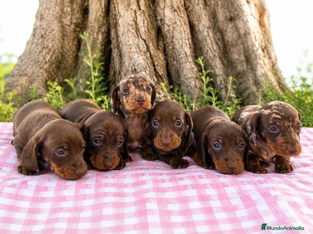 Teckel Miniatura perros en venta: Cachorros Teckel miniatura chocolate y arlequín  - Anuncio 1