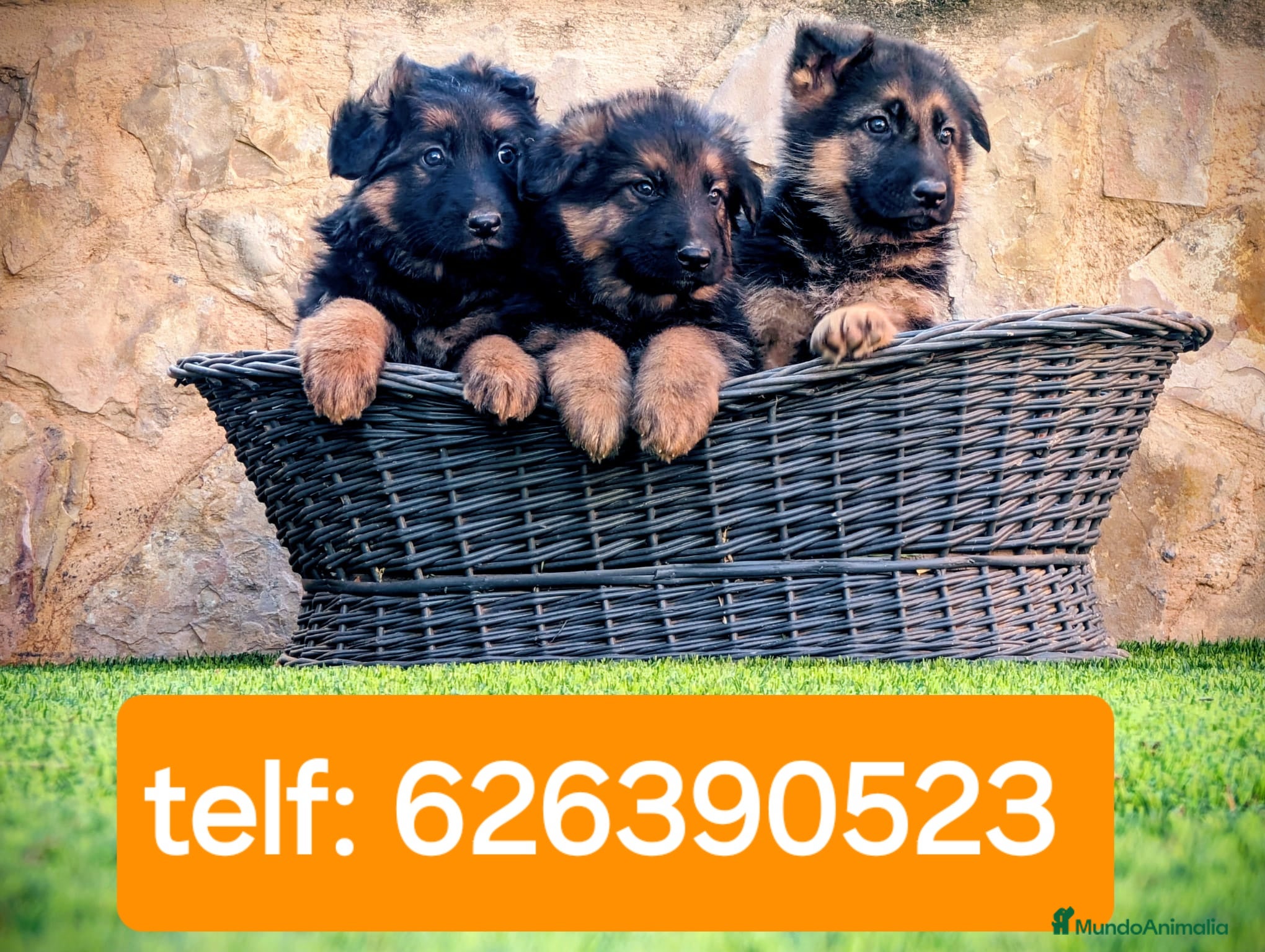 Pastor Alemán perros ULTIMO CACHORRO DISPONIBLE - Anuncio 1