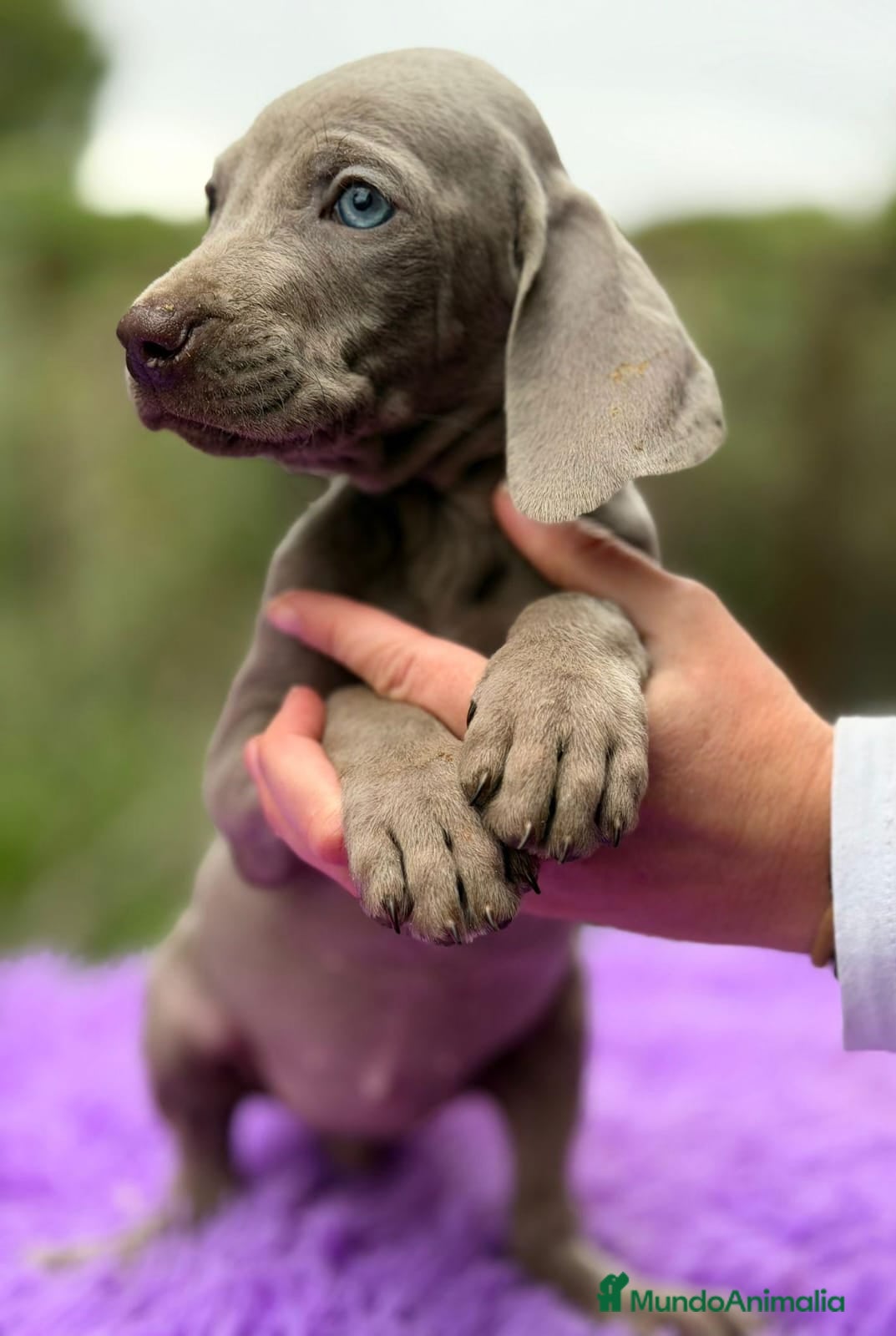 Weimaraner perros BRACO DE WEIMANARER - Anuncio 9