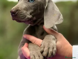 Weimaraner perros BRACO DE WEIMANARER - Anuncio 7