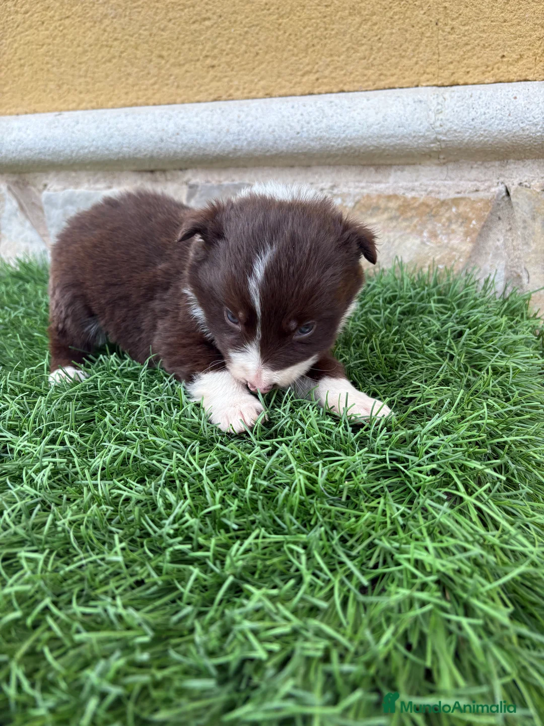 Border Collie perros en venta: Hembra chocolate de Border Collie  - Anuncio 12