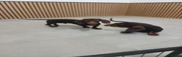 Teckel Miniatura perros en venta: Teckel Mini chocolate machos  - Anuncio 11