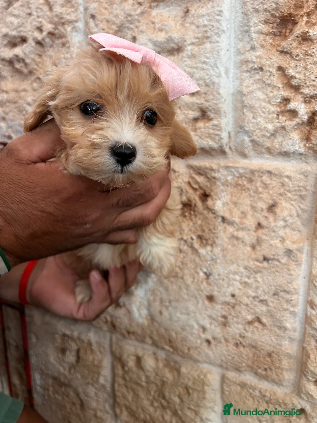 Maltipoo perros en venta: Maltipoo 628789235 - Anuncio 7