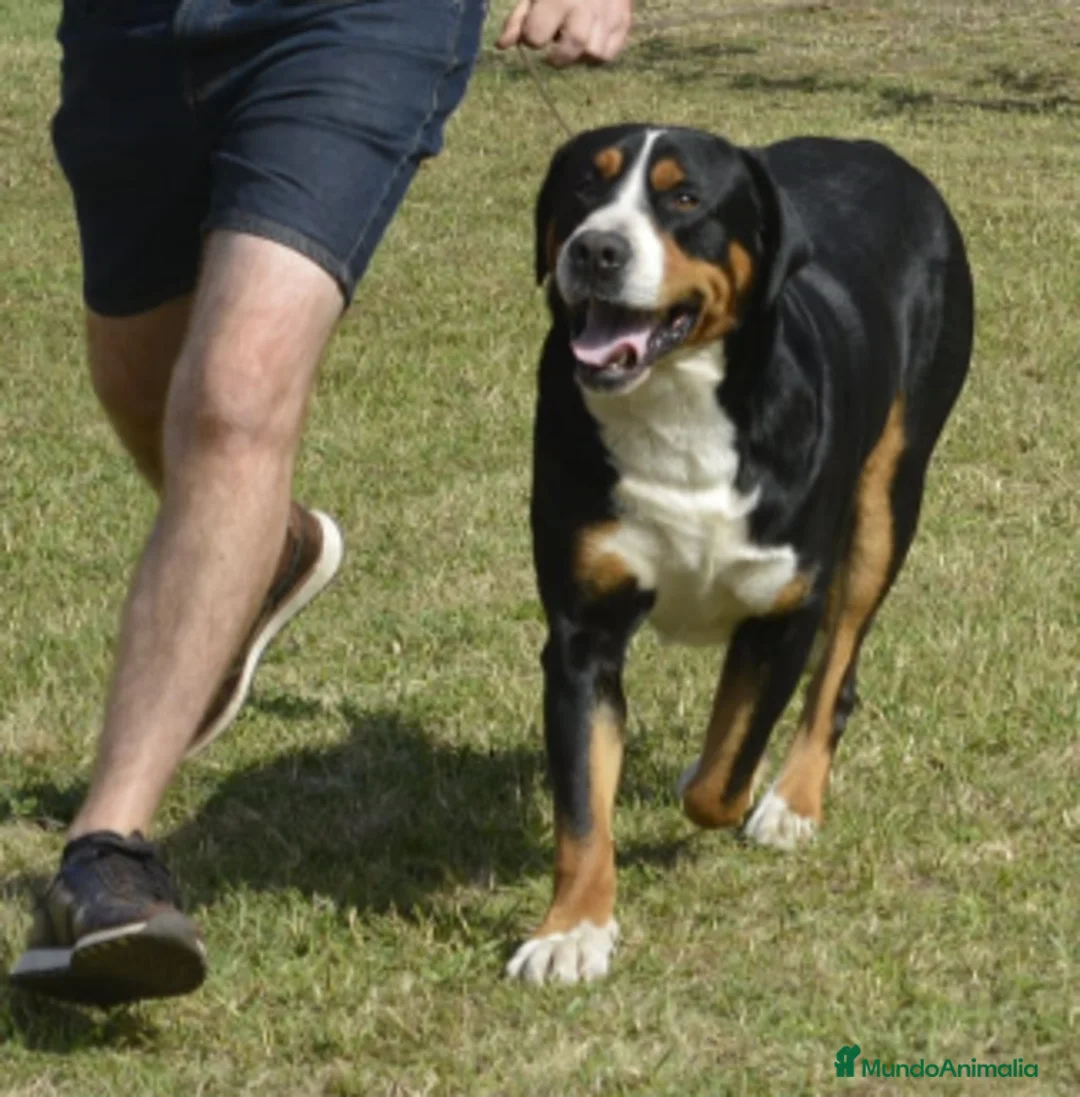 Gran Boyero Suizo perros en venta: Representantes del GRAN BOYERO SUIZO en España - Anuncio 7