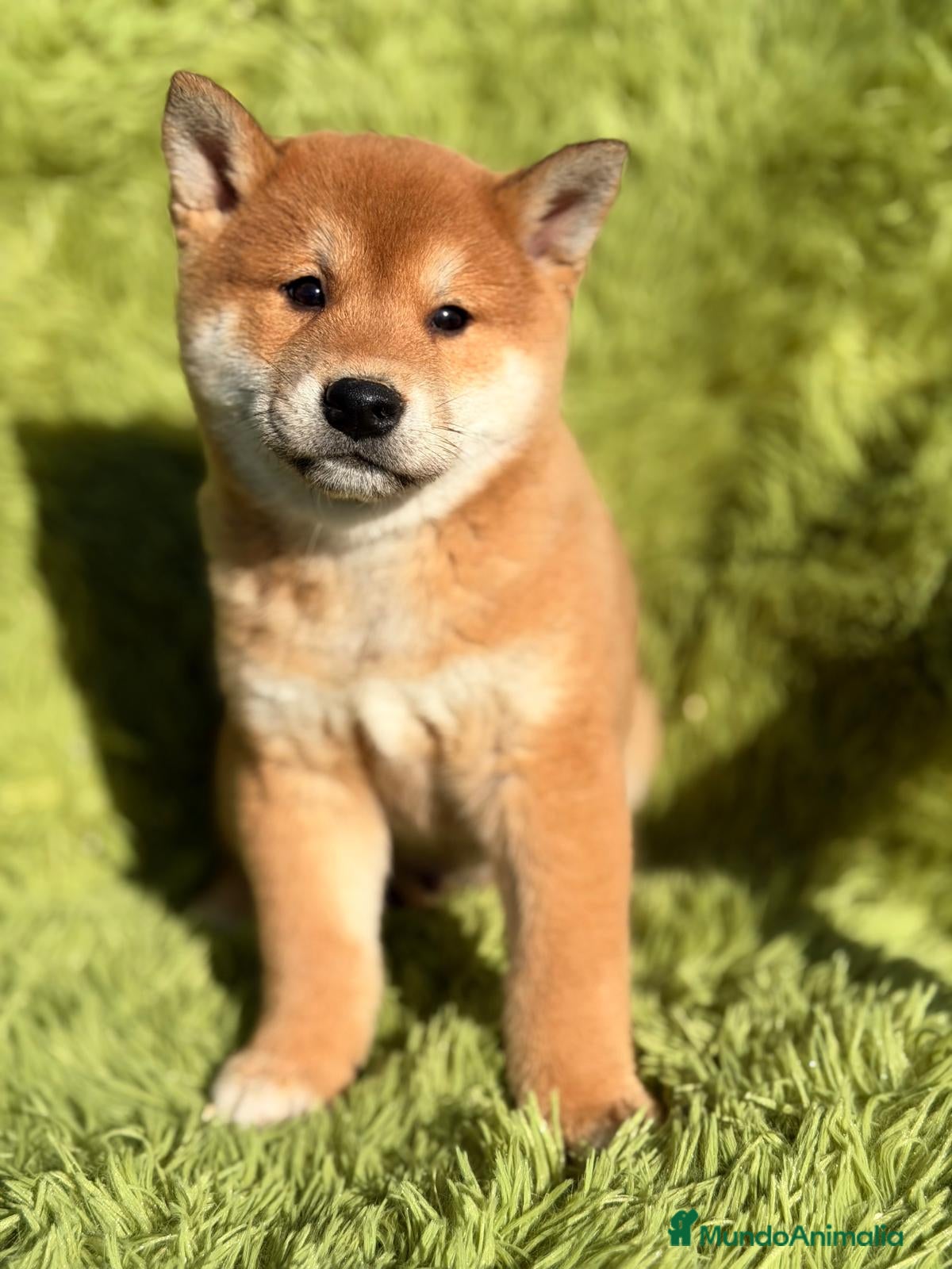 Shiba Inu perros SHIBA INU ROJO MACHO - Anuncio 3