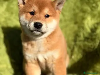 Shiba Inu perros SHIBA INU ROJO MACHO - Anuncio 1