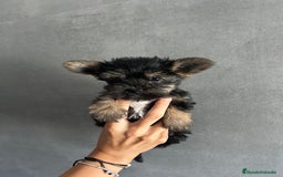 Yorkshire Terrier perros en venta: yorkshire  - Imagen 3