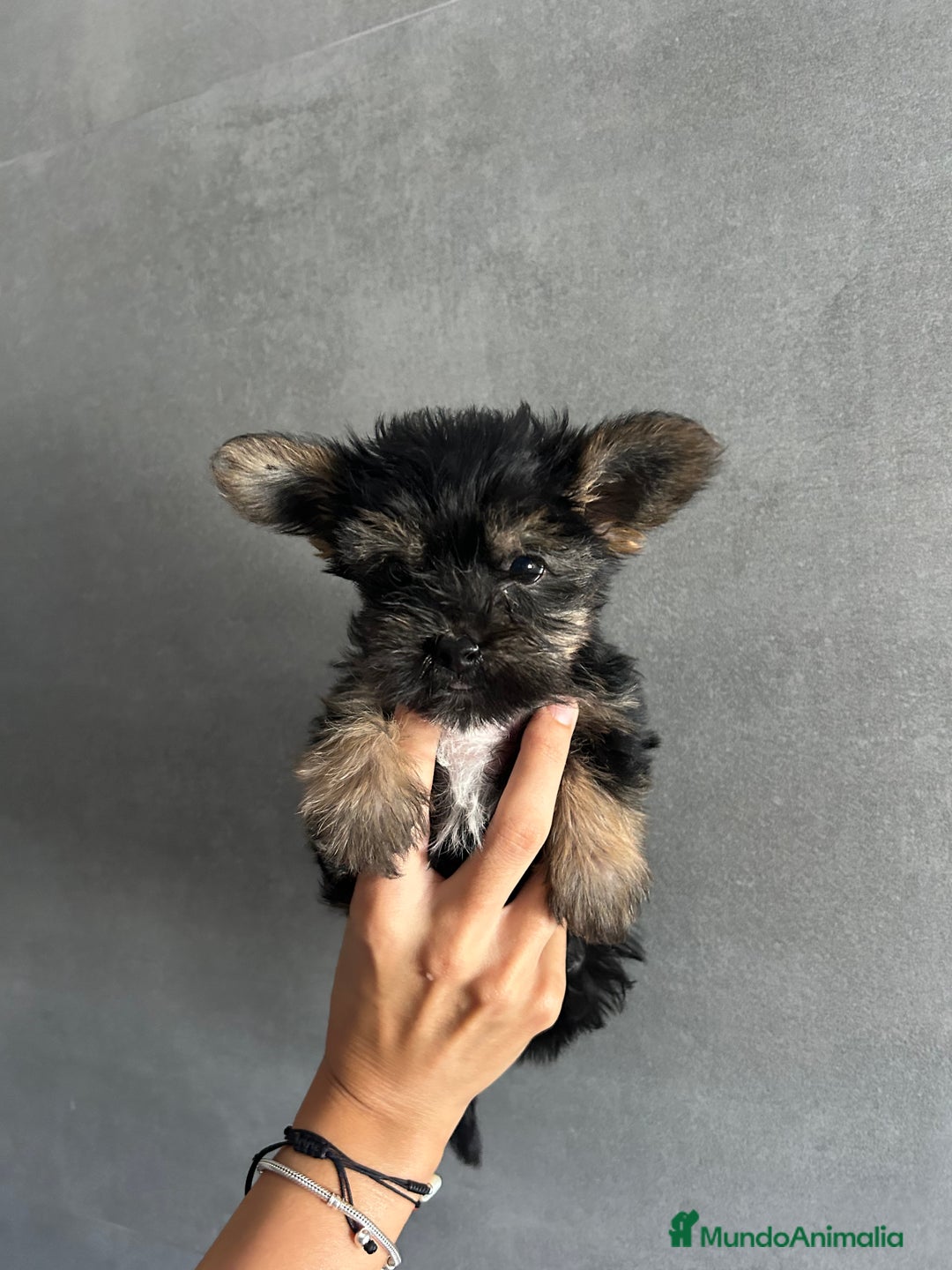 Yorkshire Terrier perros en venta: yorkshire  - Imagen 3
