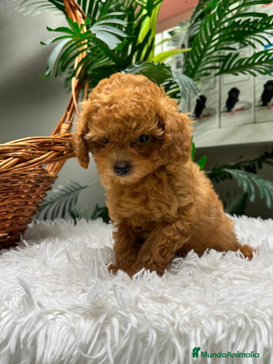 Caniche Toy perros en venta: CANICHE TOY - Anuncio 2