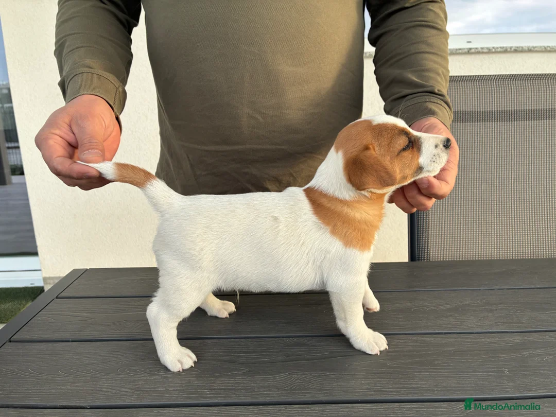 Jack Russell Terrier perros en venta: Cachorros de Jack russell  - Anuncio 1