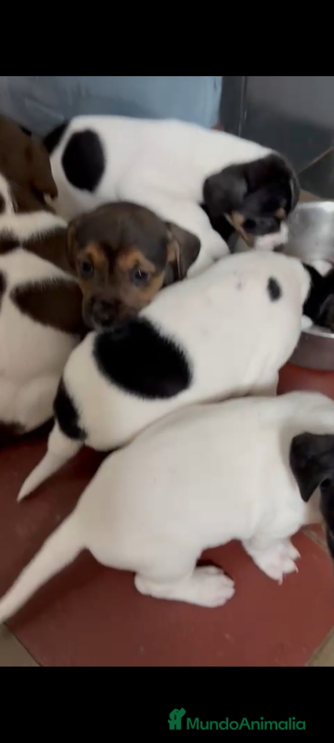 Jack Russell Terrier perros en venta: Jack Russell  - Anuncio 7