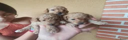 Caniche Toy perros en venta: Caniches PraoToro APRICOT 🧡 en Ávila - Anuncio 2