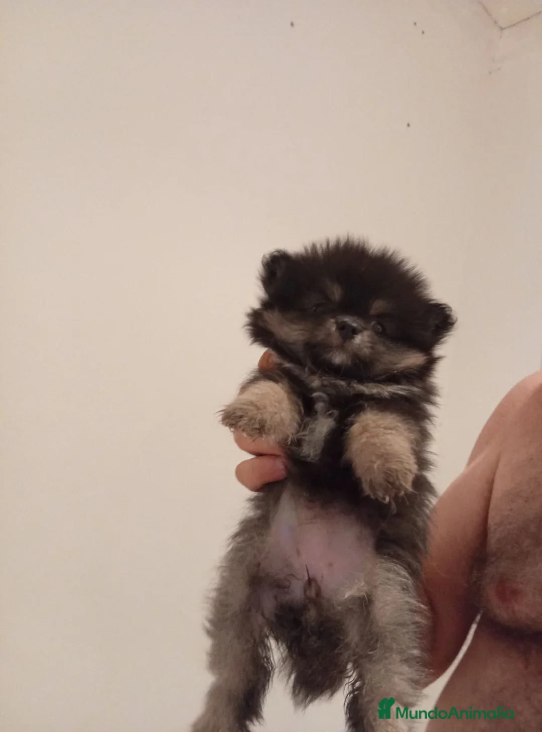 Pomerania perros en venta: Pomerania  - Anuncio 2