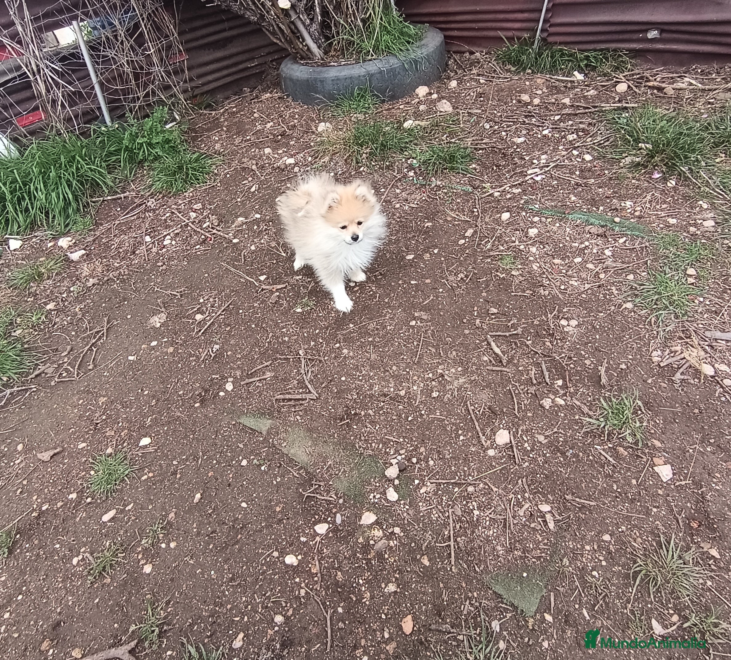 Pomerania perros Cachorro de pomerania  - Anuncio 29