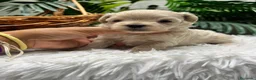 Maltipoo perros en venta: MALTIPOO COREANO 100% - Anuncio 20