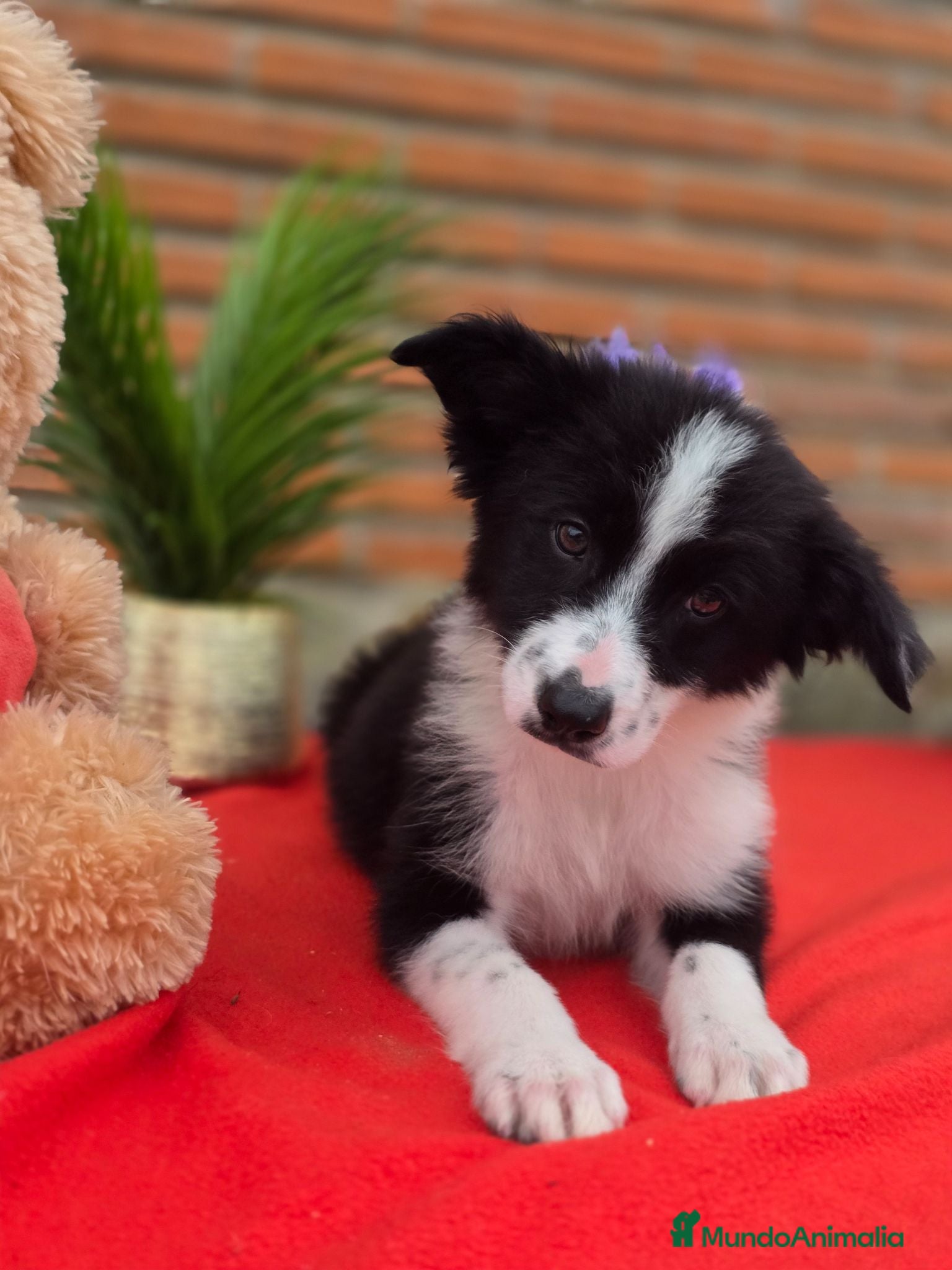 Border Collie perros Border collie. Precio real - Anuncio 2