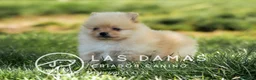 Pomerania perros en venta: Pomeranias disponibles - Anuncio 5