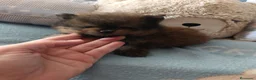 Pomerania perros en venta: Pomerania ositos toy  - Anuncio 8