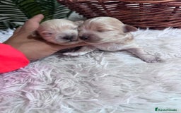 Maltipoo perros en venta: MALTIPOO  - Anuncio 16