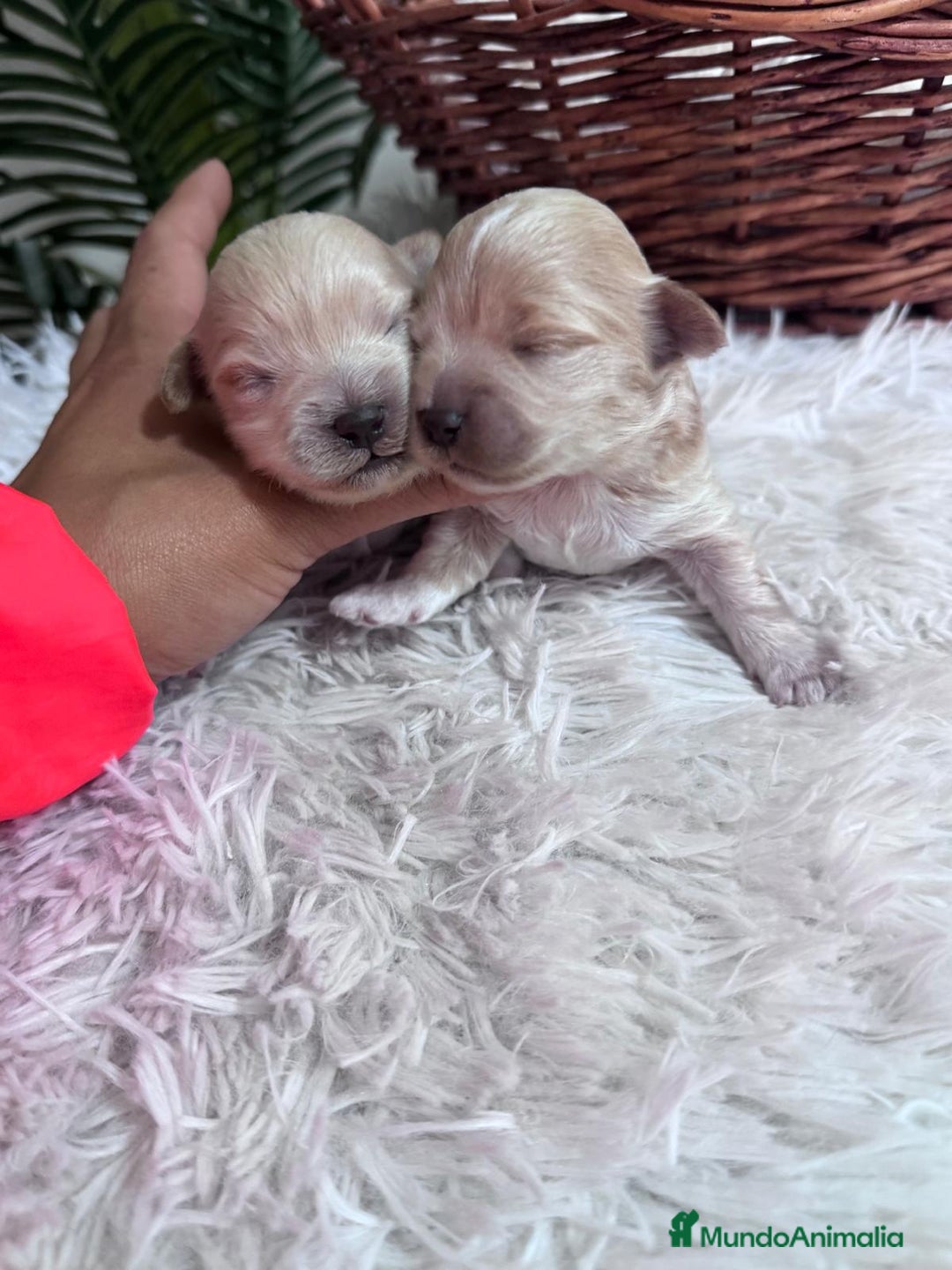 Maltipoo perros en venta: MALTIPOO  - Anuncio 16