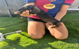 Teckel Miniatura perros en venta: Salchichitas miniatura - Imagen 3