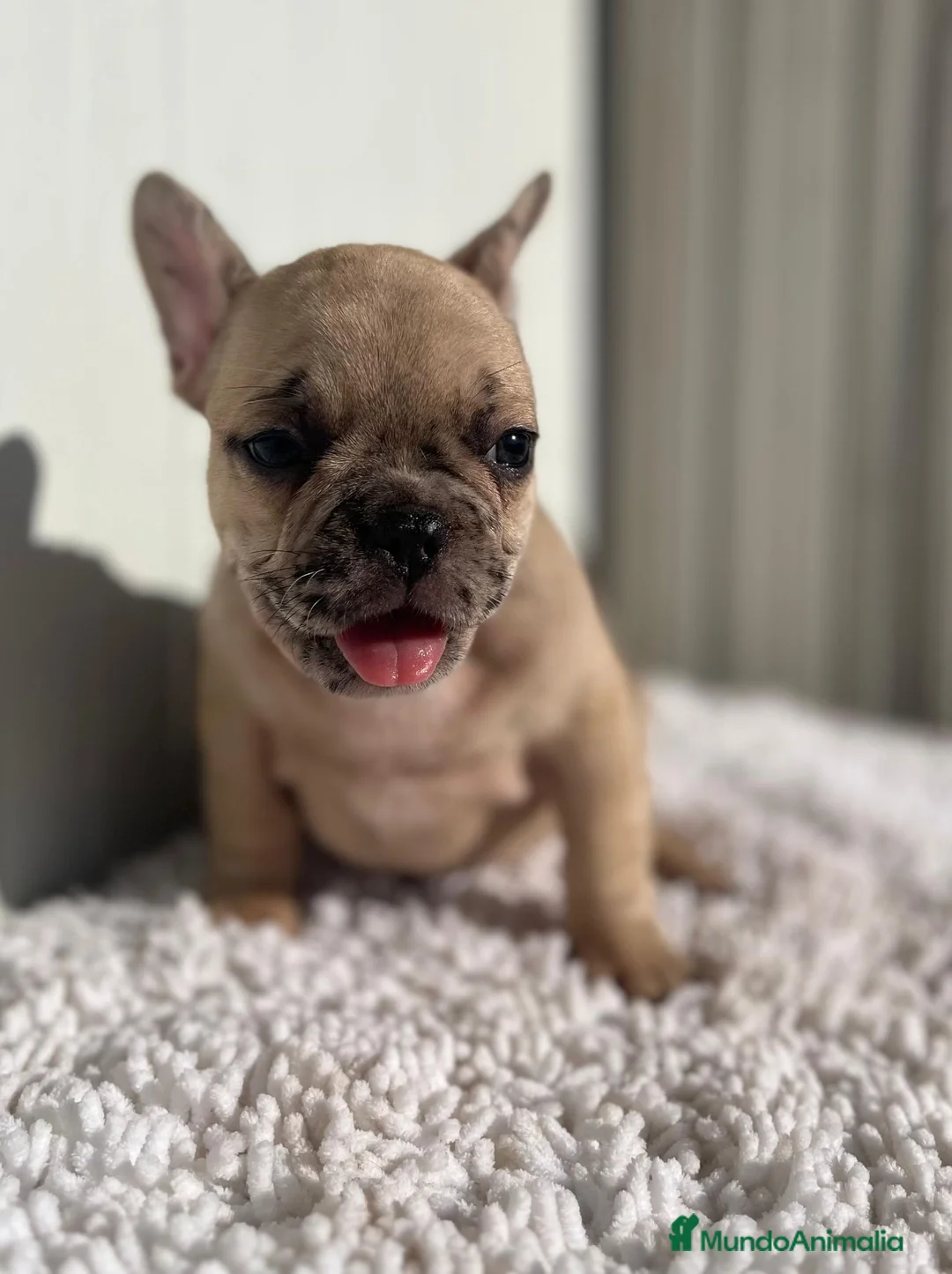 Bulldog Francés perros en venta: Última Bulldog francés hembra  - Anuncio 2