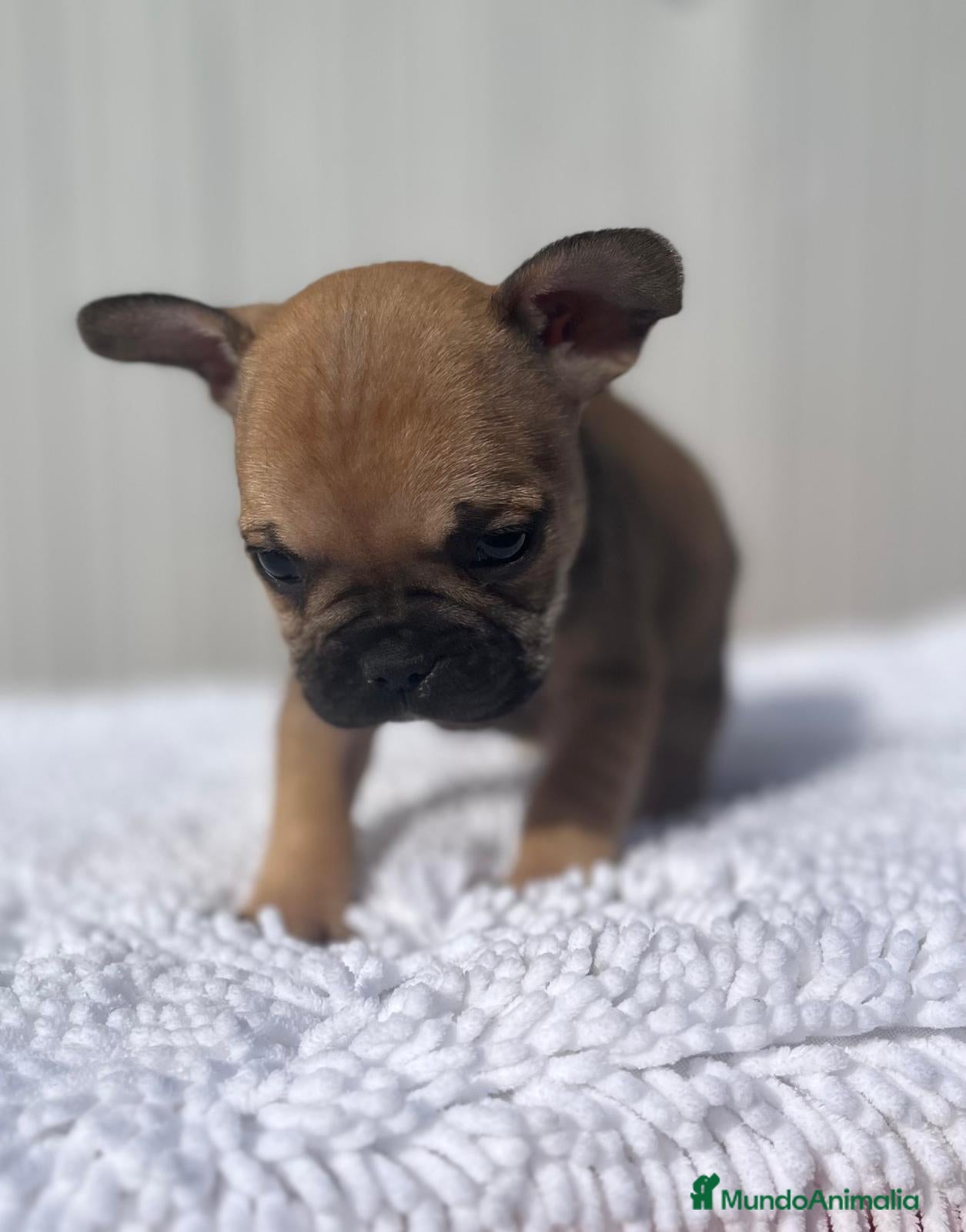 Bulldog Francés perros Hembra de Buldog Frances fwan  - Anuncio 1