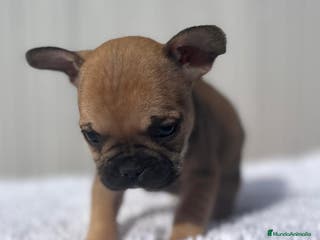 Bulldog Francés perros Hembra de Buldog Frances fwan - Anuncio 32