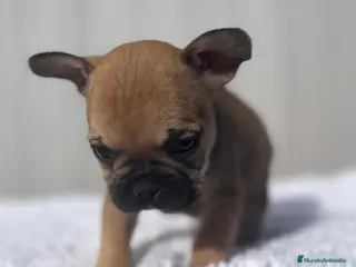 Bulldog Francés perros Hembra de Buldog Frances fwan - Anuncio 31