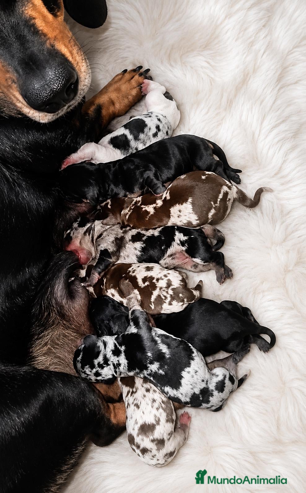 Teckel Miniatura perros Capas Merle exclusivos - Anuncio 2