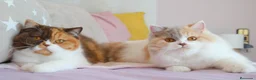 Británico de Pelo Corto gatos en venta: Próximas camadas British Shorthair | Candy Clouds - Anuncio 7