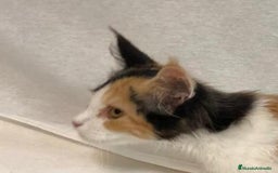Maine Coon gatos en venta: Maine Coon Hembras - Imagen 20