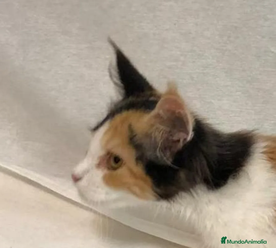 Maine Coon gatos en venta: Maine Coon Hembras - Anuncio 20