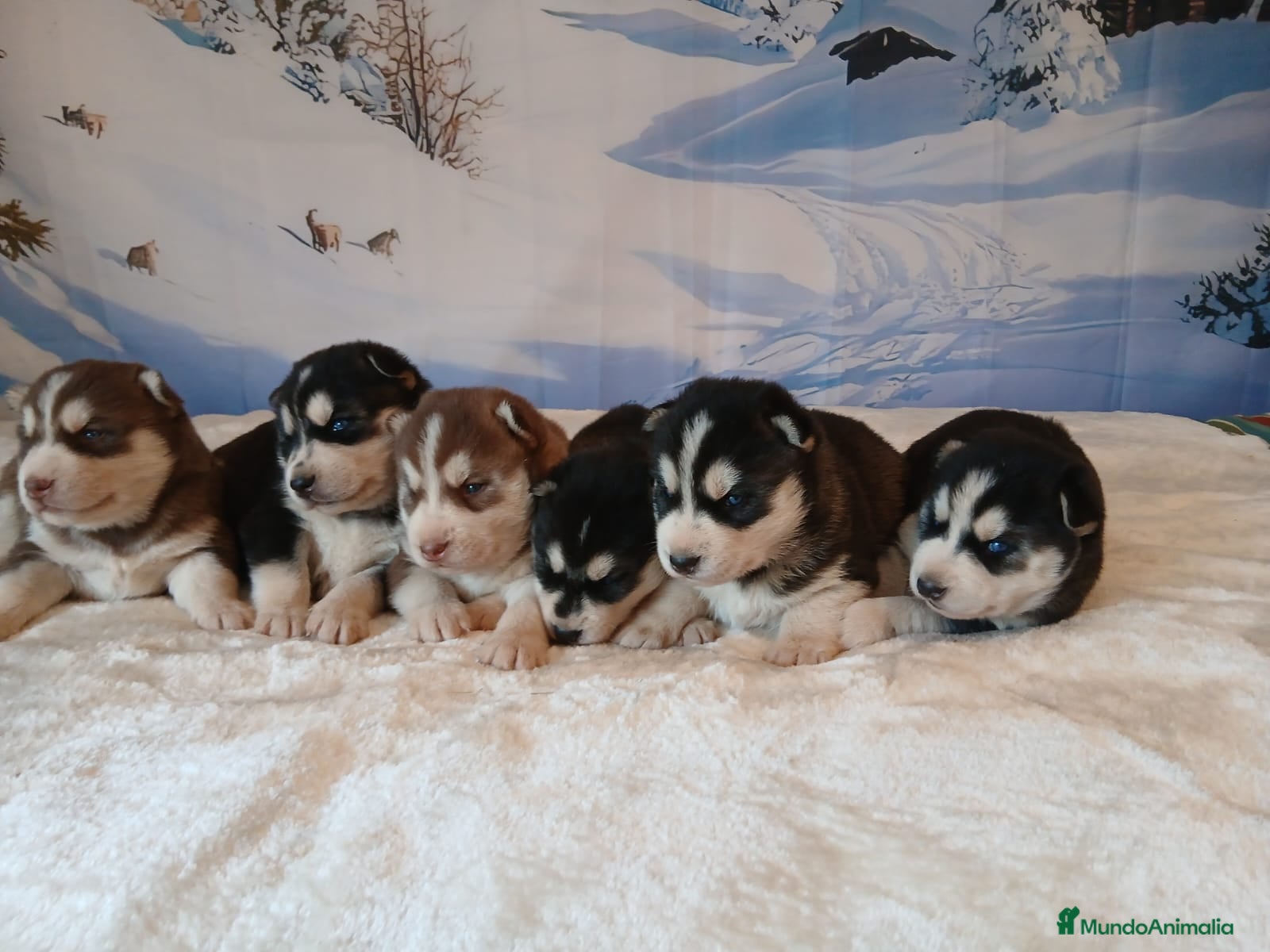 Husky Siberiano perros Sinerian Husky  - Anuncio 1