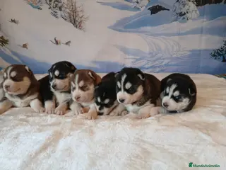 Husky Siberiano perros Sinerian Husky - Anuncio 12