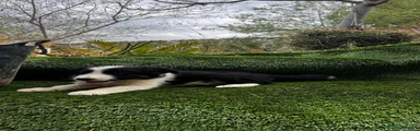 Border Collie 1