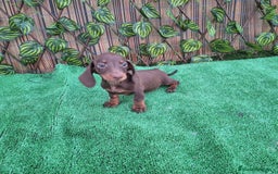 Teckel Miniatura perros en venta: TECKEL MINI CHOCOLATE  - Imagen 2