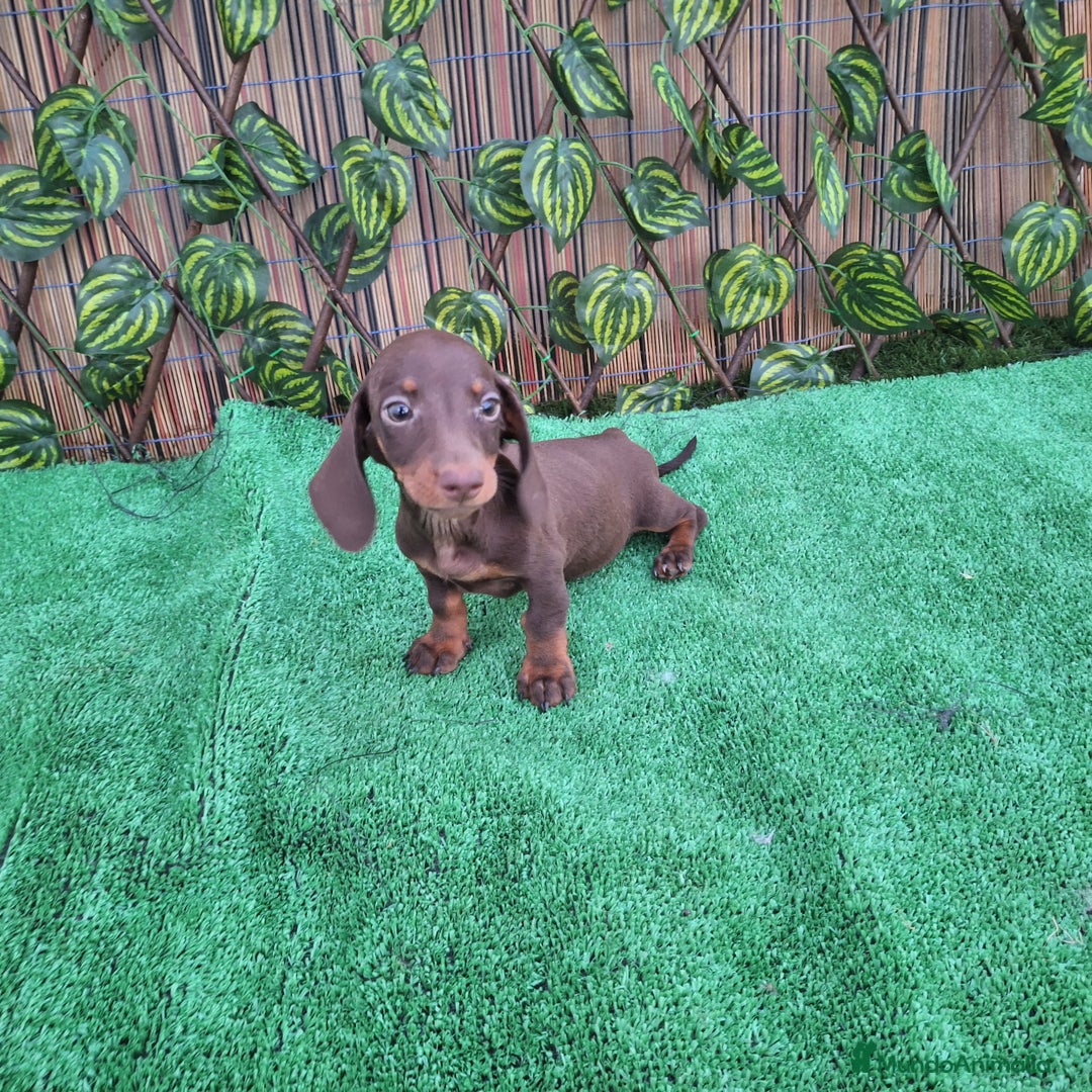 Teckel Miniatura perros en venta: TECKEL MINI CHOCOLATE  - Imagen 2
