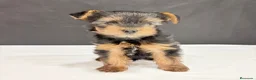 Yorkshire Terrier perros en venta: Yorkshire terrier toy  - Anuncio 8