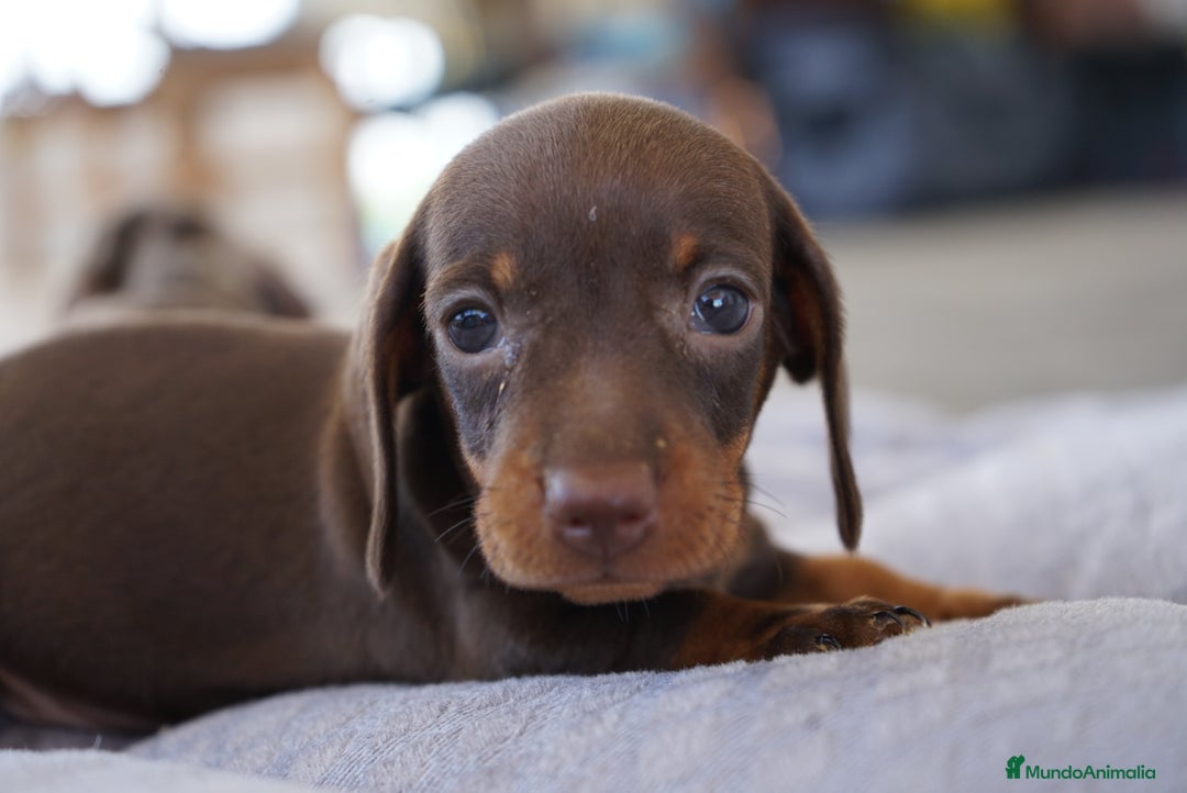 Teckel Miniatura perros en venta: ✨ Presentamos a Lola, teckel miniatura chocolate ✨ - Imagen 10