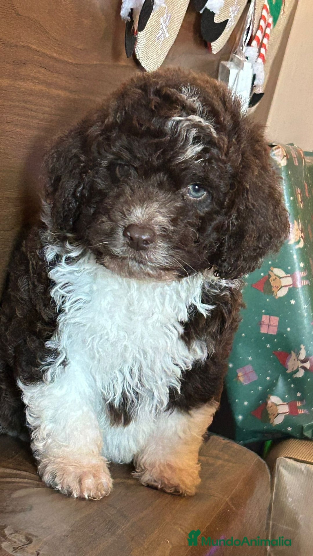 Perro de Agua Español perros en venta: Perro.de agua  - Anuncio 3