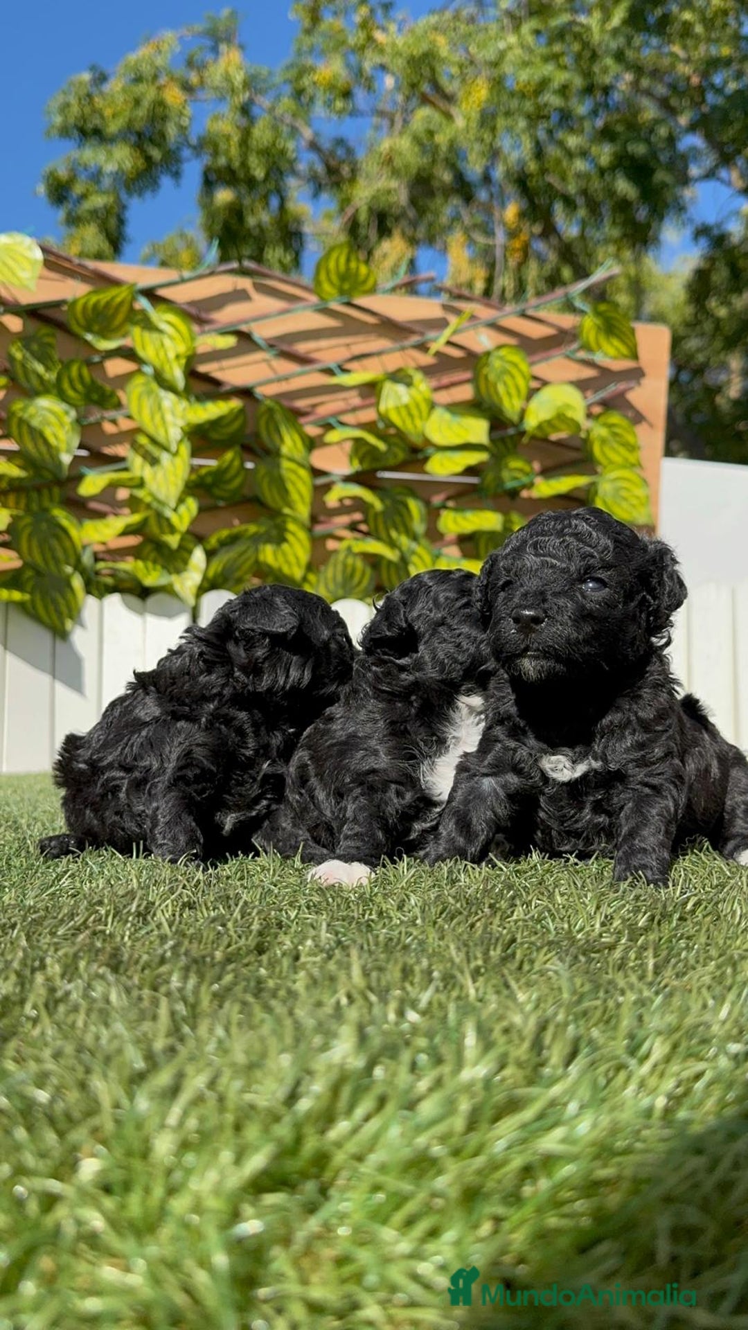 Caniche Toy perros en venta: CANICHE TOY - Imagen 11