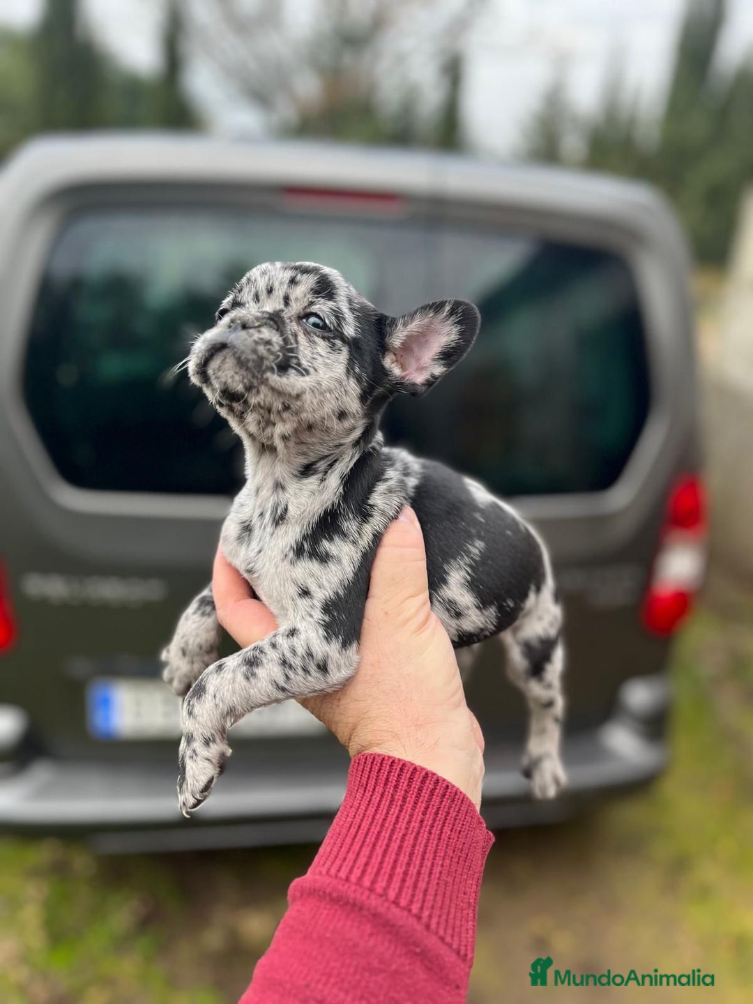 Bulldog Francés perros en venta: Espectacular macho de Bulldog Frances merle - Anuncio 3