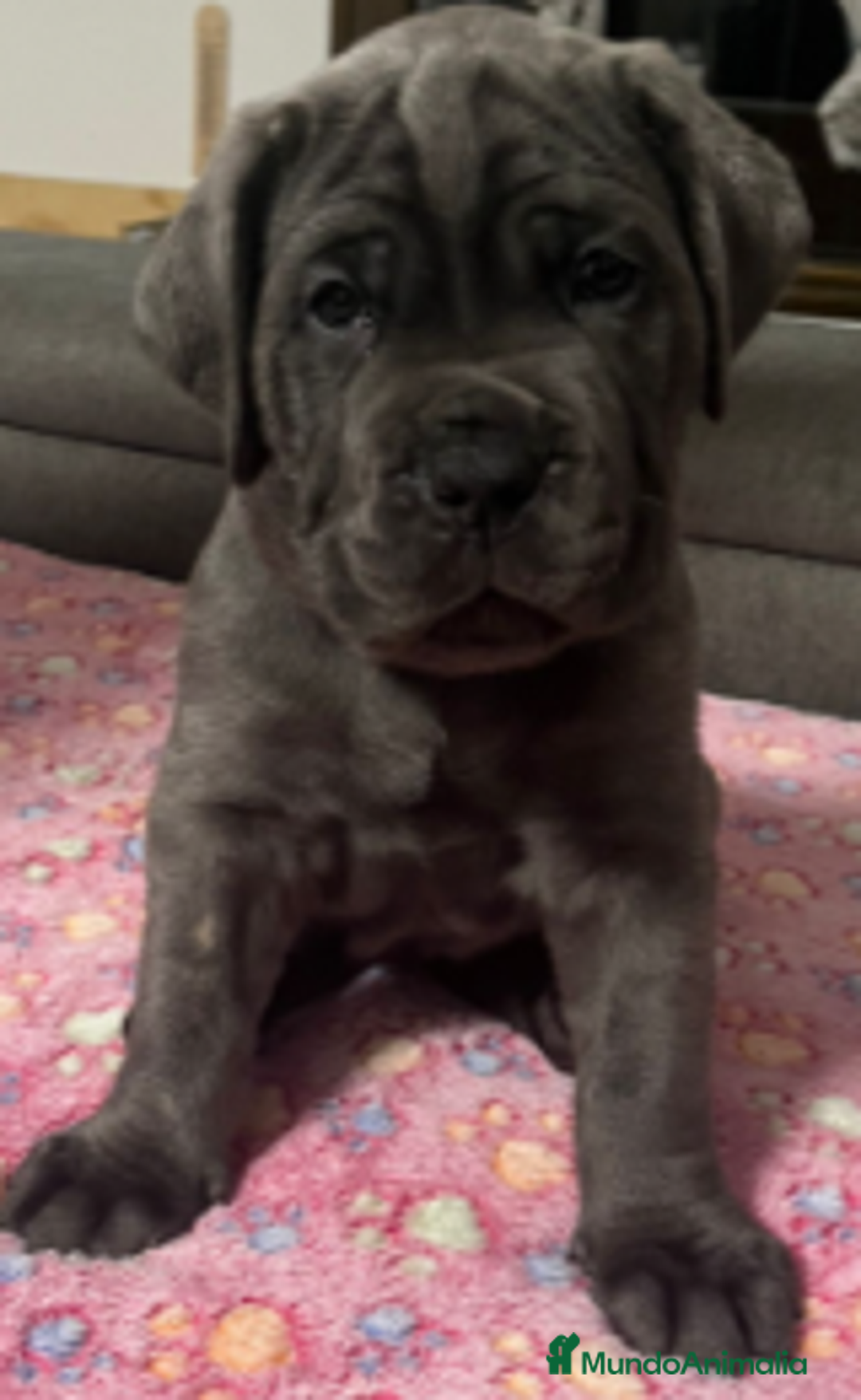Cane Corso perros en venta: CACHORROS CANE CORSO  - Anuncio 7