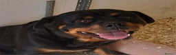 Rottweiler perros en venta: Bebés Rottweiler  - Anuncio 4