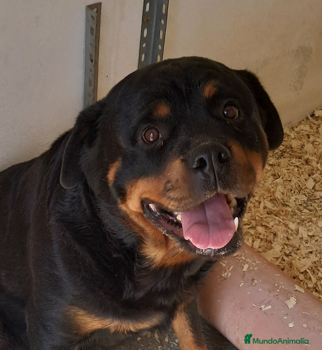 Rottweiler perros en venta: Bebés Rottweiler  - Anuncio 4